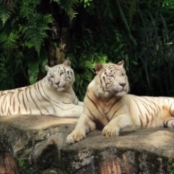 Львы и тигры львы и тигры фото