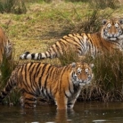 Львы и тигры львы и тигры фото