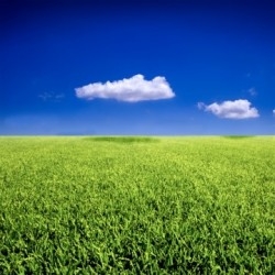 трава и колосья трава колосья поле фото