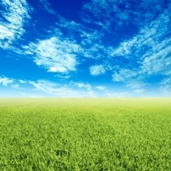 трава и колосья трава колосья поле фото